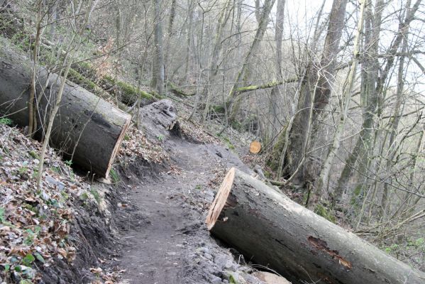 Zvolen, 4.4.2016
Javorie - Sokolia skala. Nový turistický chodník.



Klíčová slova: Zvolen Javorie Sokolia skala