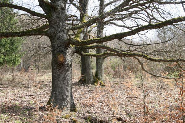 Ostrá Lúka, 4.4.2016
Javorie – pastevní les na severozápadním svahu Vápenné.



Klíčová slova: Ostrá Lúka Javorie vrch Vápenná pastevní les