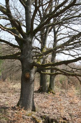 Ostrá Lúka, 4.4.2016
Javorie – pastevní les na severozápadním svahu Vápenné.



Mots-clés: Ostrá Lúka Javorie vrch Vápenná pastevní les