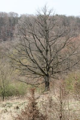 Ostrá Lúka, 4.4.2016
Javorie – pastevní les na severozápadním svahu Vápenné.



Keywords: Ostrá Lúka Javorie vrch Vápenná pastevní les