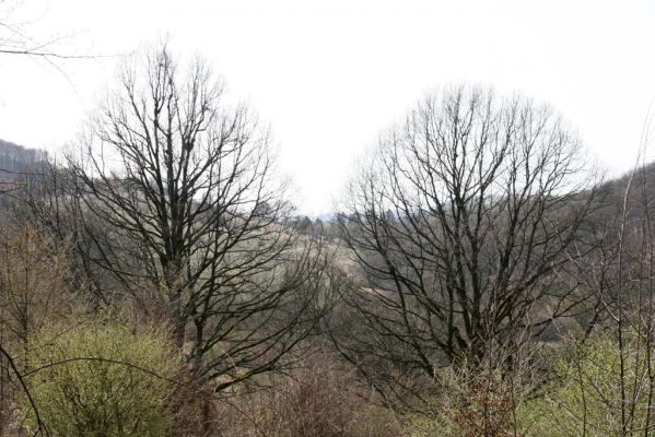 Ostrá Lúka, 4.4.2016
Javorie – pastevní les na severozápadním svahu Vápenné.



Schlüsselwörter: Ostrá Lúka Javorie vrch Vápenná pastevní les