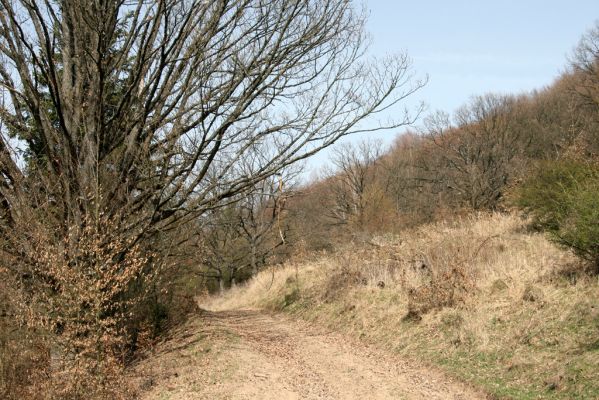 Ostrá Lúka, 4.4.2016
Javorie – pastevní les na severozápadním svahu Vápenné.



Keywords: Ostrá Lúka Javorie vrch Vápenná pastevní les