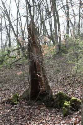 Breziny, 4.4.2016
Javorie – pahýl dubu v sedle mezi vrchy Vápenná a Varta.



Klíčová slova: Zvolen Javorie Vápenná – Varta sedlo