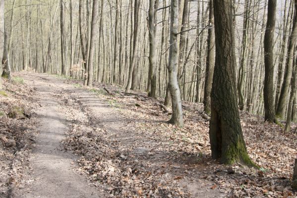 Zvolen, 4.4.2016
Javorie. Dutý doubek na severním svahu Pokorené - biotop kovaříka Megapenthes lugens.
Klíčová slova: Zvolen Javorie vrch Pokorená Megapenthes lugens