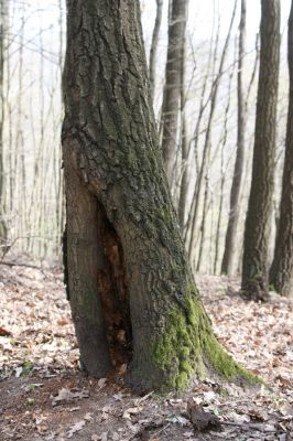 Zvolen, 4.4.2016
Javorie. Dutý doubek na severním svahu Pokorené - biotop kovaříka Megapenthes lugens.



Mots-clés: Zvolen Javorie vrch Pokorená Megapenthes lugens