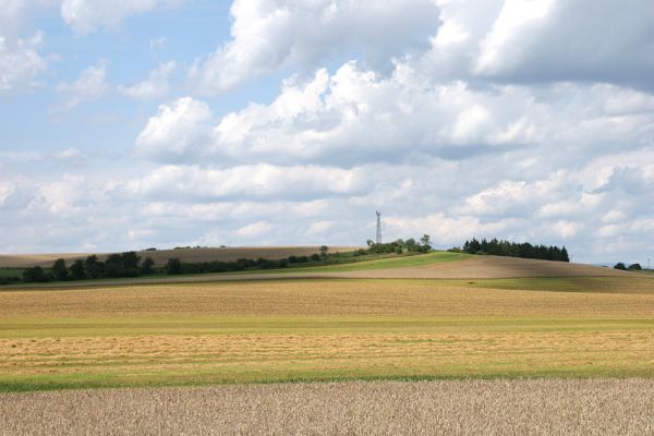 Zvole - Zvolský vrch, 20.7.2008
Zvolský vrch - pohled od jihu.
Keywords: Zvole Zvolský vrch