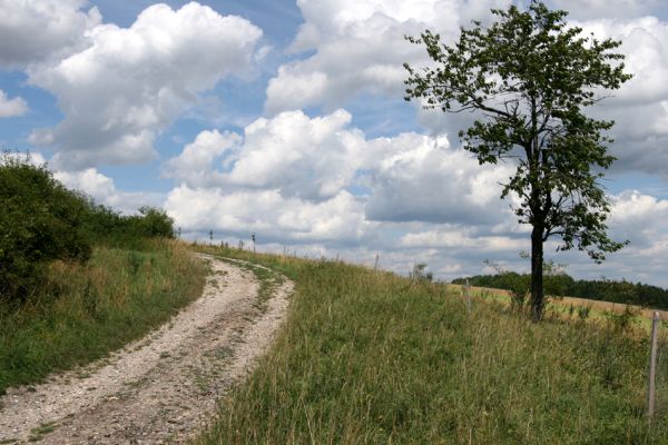 Zvole - Zvolský vrch, 20.7.2008
Na okrajích cesty na Zvolský vrch je stepní vegetace s hojným výskytem válečky prapořité (Brachypodium pinnatum).
Klíčová slova: Zvole Zvolský vrch step