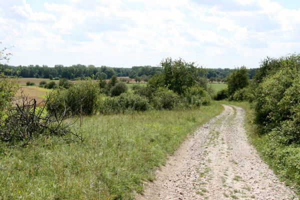 Zvole - Zvolský vrch, 20.7.2008
Na okrajích cesty na Zvolský vrch je stepní vegetace s hojným výskytem válečky prapořité (Brachypodium pinnatum).
Schlüsselwörter: Zvole Zvolský vrch step