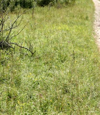 Zvole - Zvolský vrch, 20.7.2008
Na okrajích jižní cesty na Zvolský vrch je stepní vegetace s hojným výskytem válečky prapořité (Brachypodium pinnatum).
Klíčová slova: Zvole Zvolský vrch step