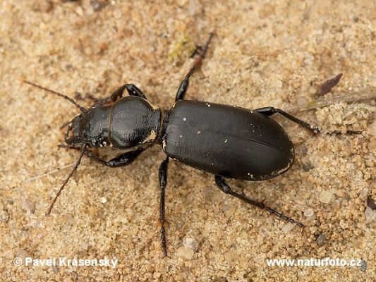 Střevlík hlaváč (Broscus cephalotes)
Také tento střevlík patří k broukům, kteří již na území Plachty vyhynuli. Poslední nálezy pocházejí z roku 1980.
Keywords: Hradec Králové Plachta Broscus cephalotes