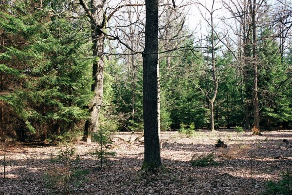 Černická obora, 14.4.2004
Porosty v okolí lesní cesty z Černic na Marunku. Duby ustupují smrkovým plantážím.
Mots-clés: Sudoměřice u Bechyně Černice Černická obora