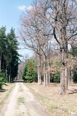 Černická obora, 14.4.2004
Lesní cesta od Černic na Marunku. 
Mots-clés: Sudoměřice u Bechyně Černice Černická obora