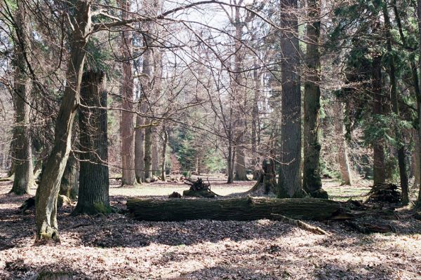 Černická obora, 14.4.2004
Torzo rezervace Černická obora u Sudoměřic (založena roku 1880). Černickou oboru založil již v roce 1586 Petr Vok z Rožmberka.  
Schlüsselwörter: Sudoměřice u Bechyně Černice Černická obora Ampedus cardinalis brunnicornis