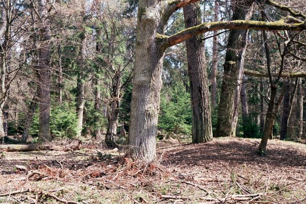 Černická obora, 14.4.2004
Torzo rezervace Černická obora u Sudoměřic (založena roku 1880). Černickou oboru založil již v roce 1586 Petr Vok z Rožmberka.  
Keywords: Sudoměřice u Bechyně Černice Černická obora Ampedus cardinalis brunnicornis