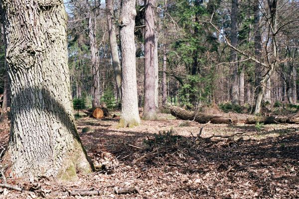 Černická obora, 14.4.2004
Torzo rezervace Černická obora u Sudoměřic (založena roku 1880). Černickou oboru  založil již v roce 1586 Petr Vok z Rožmberka.  
Klíčová slova: Sudoměřice u Bechyně Černice Černická obora Ampedus cardinalis brunnicornis