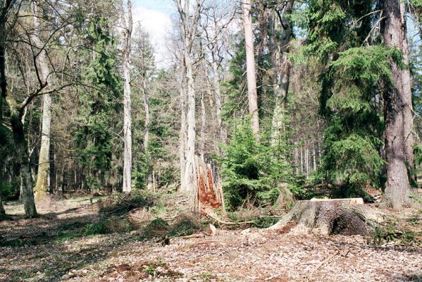 Černická obora, 14.4.2004
Torzo lesa v drtivém sevření smrkových plantáží. 
Keywords: Sudoměřice u Bechyně Černice Černická obora Ampedus cardinalis brunnicornis