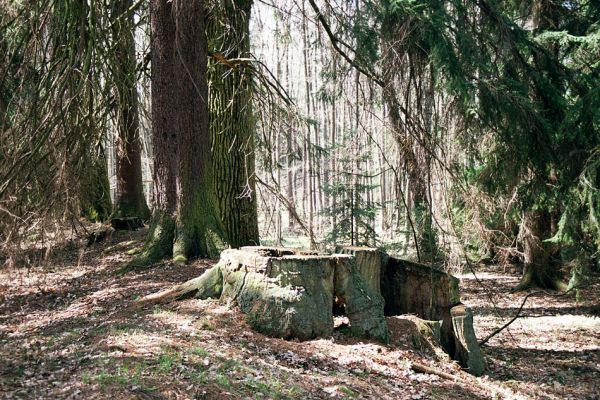 Černická obora, 14.4.2004
Pozůstatek mohutného dubu na hrázi Černického rybníka. Jistě pamatoval slavnější časy českých lesů... Letecký snímek Černické obory: http://www.mapy.cz/#x=133383424@y=133120512@z=14@mm=FP
Klíčová slova: Sudoměřice u Bechyně Černice Černická obora