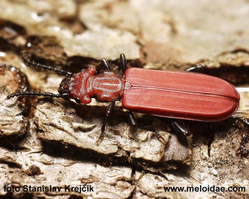 Cucujus_cinnaberinus
Lesák rumělkový, jehož biotopy vyžadují dle směrnic EU (NATURA 2000) zvláštní územní ochranu, na Opatovicku chráněn není. Proč ne?
Mots-clés: Cucujus cinnaberinus