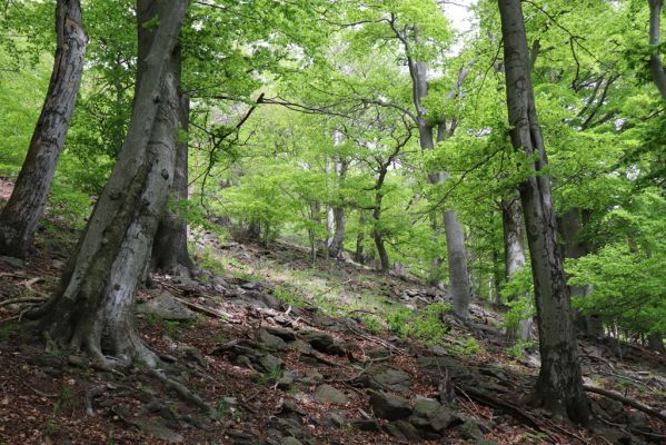 Vysoká Pec, 24.5.2021
Vrch Jedlová - les u Šamana.
Klíčová slova: Vysoká Pec vrch Jedlová Šaman