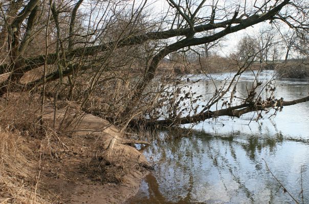 Opatovice-Bukovina, meandr Labe, 5.2.2008
Vrby. Stromy, které dokáží velmi zychle osídlit každou volnu plochu v dosahu proudící vody.
Schlüsselwörter: Opatovice Bukovina meandr Labe