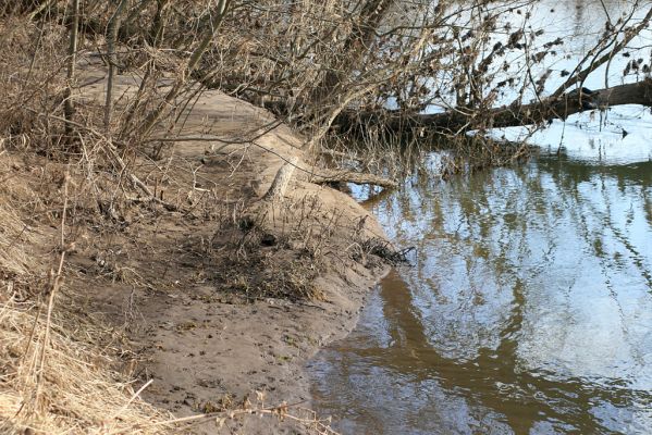 Opatovice-Bukovina, meandr Labe, 5.2.2008
Stopy na břehu...
Schlüsselwörter: Opatovice Bukovina meandr Labe