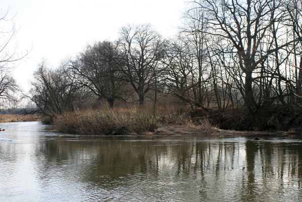 Opatovice-Bukovina, meandr Labe, 5.2.2008
Ostrov v meandru po zimní povodni.
Schlüsselwörter: Opatovice Bukovina meandr Labe