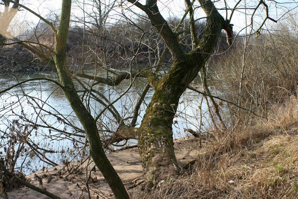 Opatovice-Bukovina, meandr Labe, 5.2.2008
Vrby na břehu meandru Labe musí během svého života ustát mnoho povodní.
Keywords: Opatovice Bukovina meandr Labe