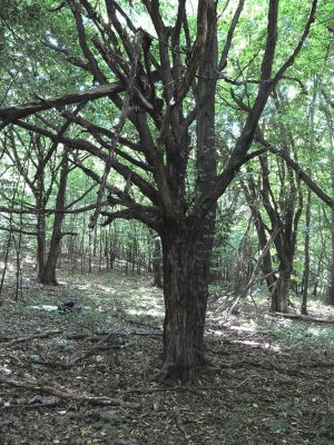 Stará Bašta, 17.7.2011
Cerová vrchovina, Pohanský hrad. Zarůstající pastevní les na náhorní plošině. 
Mots-clés: Cerová vrchovina Stará Bašta Pohanský vrch Nematodes filum