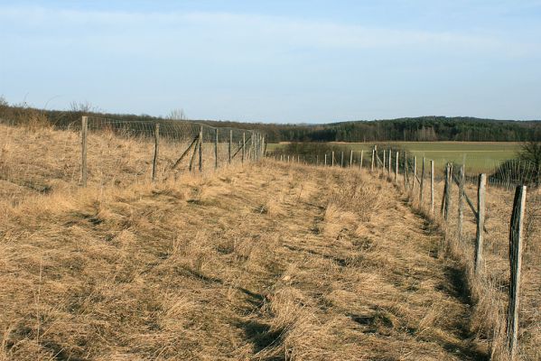 Piletice, 23.2.2008
Jižní svah stepi, pohled k obci Slatina a vrchu Dehetník.
Keywords: Hradec Králové Piletice vrch Okrouhlík step zalesnění