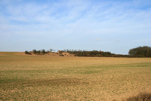 Piletice, Okrouhlík-třešňovka , 23.2.2008
Pohled na starou třešňovku severně od Okrouhlíku. Z poloviny je již zarostlá křovinami, přesto je to jeden z nejzachovalejších stepních biotopů Královéhradecka.
Keywords: Hradec Králové Piletice Okrouhlík třešňovka step