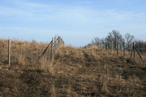 Piletice-vrch Okrouhlík, 23.2.2008
Jižní svah stepi. Copak nám to tu vyrostlo?
Klíčová slova: Hradec Králové Piletice Okrouhlík step zalesnění