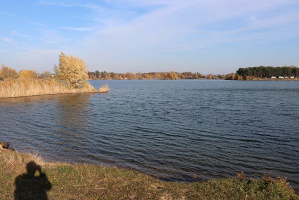 Opatovice nad Labem, 31.10.2021
Opaťák.
Mots-clés: Opatovice nad Labem Pohřebačka Opaťák