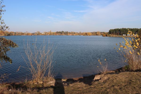 Opatovice nad Labem, 31.10.2021
Opaťák.
Mots-clés: Opatovice nad Labem Pohřebačka Opaťák