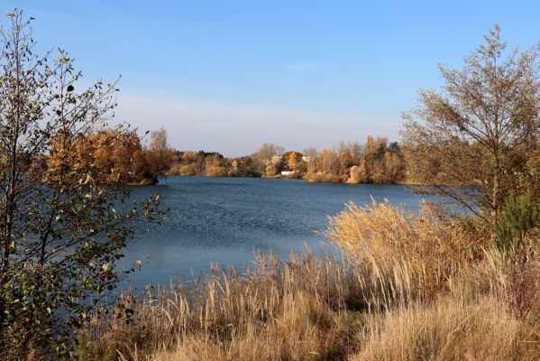 Opatovice nad Labem, 31.10.2021
Opaťák.
Mots-clés: Opatovice nad Labem Pohřebačka Opaťák