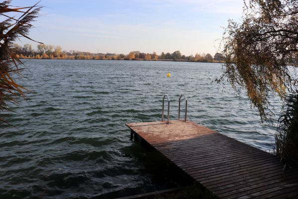 Opatovice nad Labem, 31.10.2021
Opaťák.
Mots-clés: Opatovice nad Labem Pohřebačka Opaťák