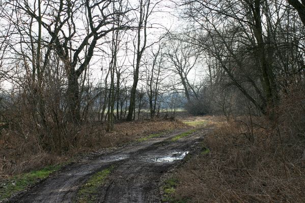 Opatovice-písník u elektrárny, 5.2.2008
Cesty u Labe jsou dobře sjízdné jen v období sucha. 
Klíčová slova: Opatovice písník