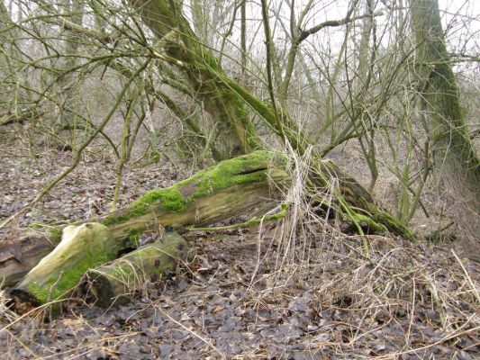 Vysoká nad Labem-břeh Labe, 30.1.2008
Pobřežní porosty u štěrkového prahu mezi Vysokou nad Labem a Bukovinou.
Mots-clés: Vysoká nad Labem Labe pobřežní porosty