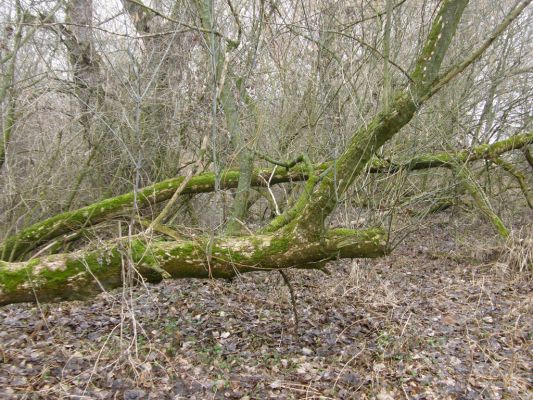 Vysoká nad Labem-břeh Labe, 30.1.2008
Pobřežní porosty u štěrkového prahu mezi Vysokou nad Labem a Bukovinou.
Klíčová slova: Vysoká nad Labem Labe pobřežní porosty