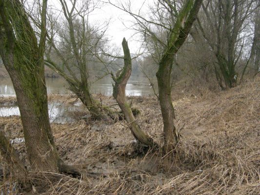 Vysoká nad Labem-břeh Labe, 30.1.2008
Pobřežní porosty u štěrkového prahu mezi Vysokou nad Labem a Bukovinou.
Klíčová slova: Vysoká nad Labem Labe pobřežní porosty