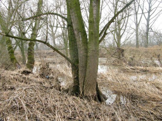 Vysoká nad Labem-břeh Labe, 30.1.2008
Štěrkový práh mezi Vysokou nad Labem a Bukovinou není za vyšší vody téměř vidět.
Schlüsselwörter: Vysoká nad Labem Labe ostrov