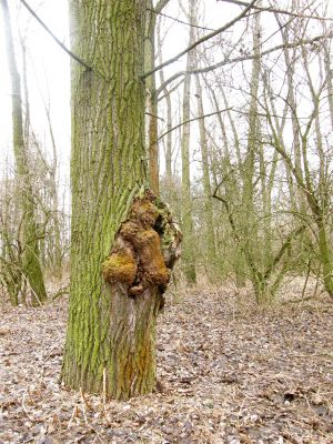 Vysoká nad Labem-břeh Labe, 30.1.2008
Pobřežní porosty u štěrkového prahu mezi Vysokou nad Labem a Bukovinou. Hříčka přírody.
Schlüsselwörter: Vysoká nad Labem Labe pobřežní porosty