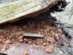 Název souboru=DSC03110.JPG
Velikost souboru=422KB
Rozměry=1000x750
Datum přidání=16.04.2018 DSC03110.JPG