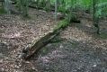 Filename=Jasov_24_6_2011_24.jpg
Filesize=532KiB
Dimensions=1024x683
Date added=Apr 22, 2017 Jasov_24_6_2011_24.jpg