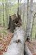 Filename=Jezeri_24_4_2015_51.jpg
Filesize=597KiB
Dimensions=600x900
Date added=Feb 11, 2019 Jezeri_24_4_2015_51.jpg