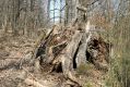 Název souboru=Krupina_10_4_2015_28.jpg
Velikost souboru=532KB
Rozměry=1024x683
Datum přidání=01.05.2015 Krupina_10_4_2015_28.jpg