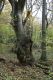 Název souboru=Kulhan_24_10_2010_09.jpg
Velikost souboru=523KB
Rozměry=600x900
Datum přidání=07.03.2018 Kulhan_24_10_2010_09.jpg