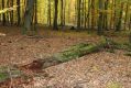 Název souboru=Kulhan_30_10_2011_12.jpg
Velikost souboru=559KB
Rozměry=1024x683
Datum přidání=07.03.2018 Kulhan_30_10_2011_12.jpg