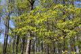 Dateiname=Kurdejov_5_5_2023_22.jpg
Dateigröße=742KB
Abmessungen: 1024x683
hinzugefügt am: 26. Oktober 2023 Kurdejov_5_5_2023_22.jpg