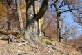 Název souboru=MalaLehota_26_10_2013_12~0.jpg
Velikost souboru=576KB
Rozměry=1024x683
Datum přidání=13.11.2017 MalaLehota_26_10_2013_12~0.jpg
