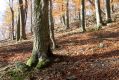 Název souboru=MalaLehota_26_10_2013_25.jpg
Velikost souboru=558KB
Rozměry=1024x683
Datum přidání=13.11.2017 MalaLehota_26_10_2013_25.jpg
